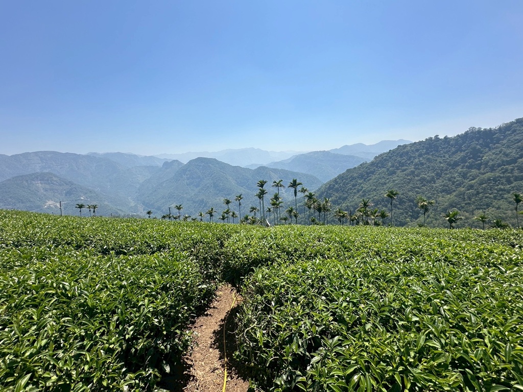 一等三角點,假日去處,健行,健行攻略,古坑,台灣小百岳 (雖然大尖山不是小百岳,但可以作為搜尋關聯詞),台灣登山,台灣秘境,大尖山,後棟仔福德宮,後棟山步道,戶外活動,樟湖生態國民中小學,步道,海拔1305M,涼亭,涼亭野餐,爬山,產業道路,登山,登山推薦,登山裝備,美景,茶園,輕旅行,防曬,階梯步道,雲嘉南平原,雲林,雲林景點 一等三角點,假日去處,健行,健行攻略,古坑,台灣小百岳 (雖然大尖山不是小百岳,但可以作為搜尋關聯詞),台灣登山,台灣秘境,大尖山,後棟仔福德宮,後棟山步道,戶外活動,樟湖生態國民中小學,步道,海拔1305M,涼亭,涼亭野餐,爬山,產業道路,登山,登山推薦,登山裝備,美景,茶園,輕旅行,防曬,階梯步道,雲嘉南平原,雲林,雲林景點