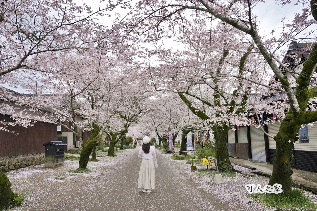 九州櫻花,櫻吹雪,櫻花交通,櫻花季,櫻花秘境,櫻花隧道,江戶時代,福岡旅遊,福岡櫻花,福岡賞櫻,秋月城跡,秋月城跡交通,賞櫻攻略,賞櫻景點