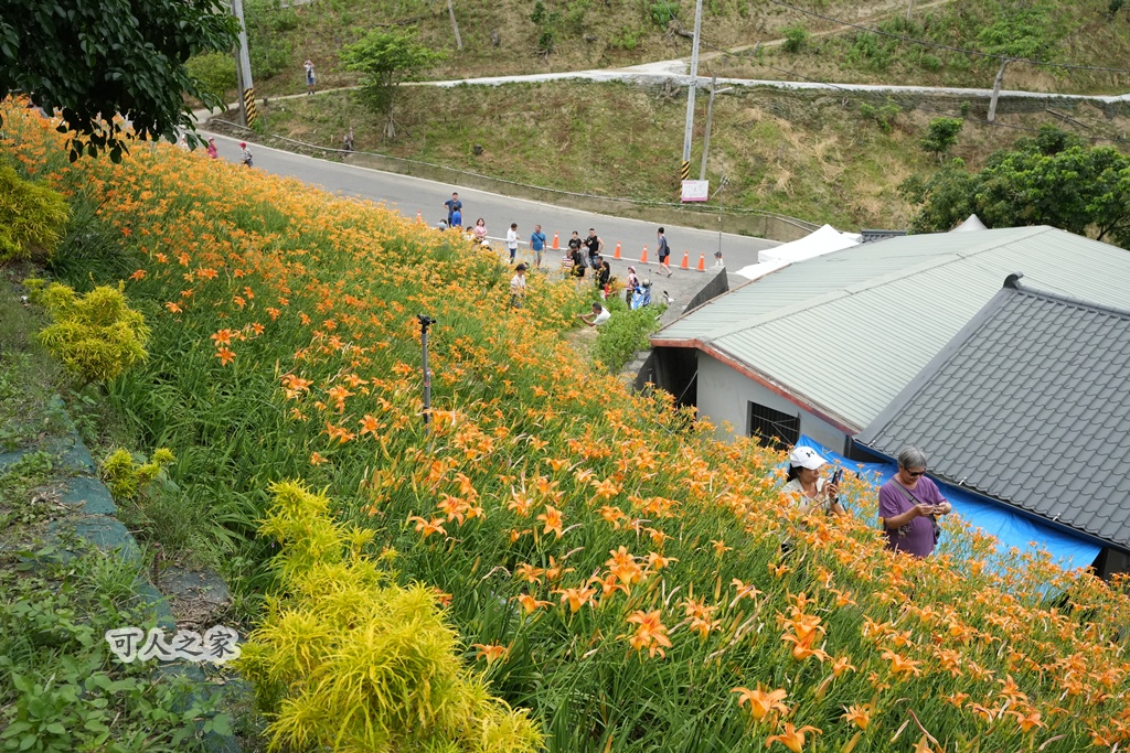網站近期文章：2026嘉義阿拉伯的粉紅村-金針花海│種植山坡地美麗綻放中│三合院愛玉清涼解渴