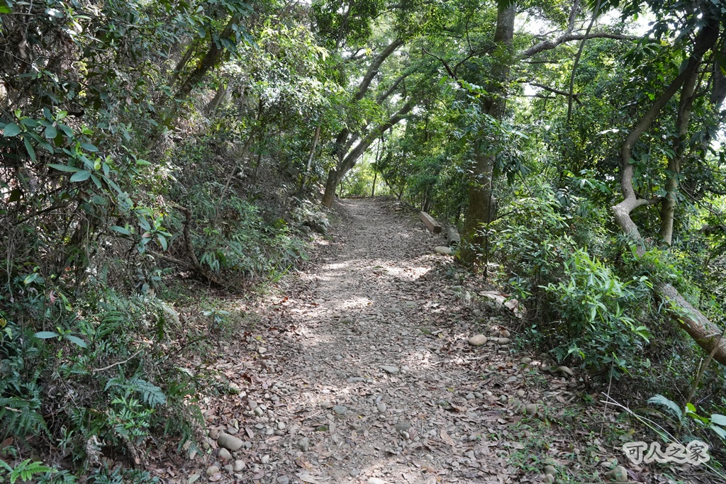 O型步道,季節限定,彰化健行,彰化景點,彰化社頭,拍照景點,森林系,步道推薦,療癒系景點,相思樹,秋日限定,贊天宮,輕鬆爬山,麒麟山步道