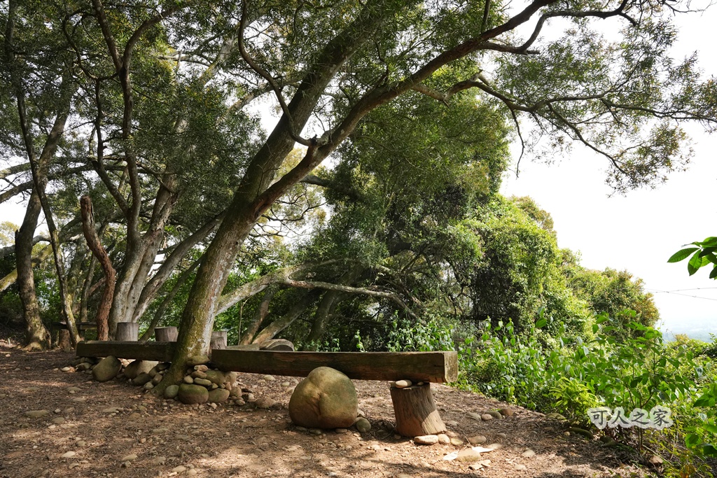O型步道,季節限定,彰化健行,彰化景點,彰化社頭,拍照景點,森林系,步道推薦,療癒系景點,相思樹,秋日限定,贊天宮,輕鬆爬山,麒麟山步道