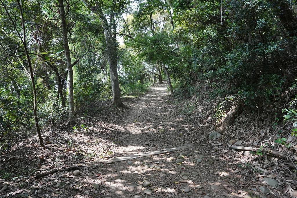 O型步道,季節限定,彰化健行,彰化景點,彰化社頭,拍照景點,森林系,步道推薦,療癒系景點,相思樹,秋日限定,贊天宮,輕鬆爬山,麒麟山步道