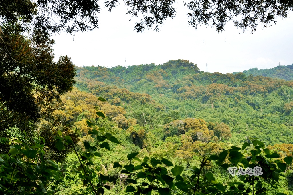 O型步道,季節限定,彰化健行,彰化景點,彰化社頭,拍照景點,森林系,步道推薦,療癒系景點,相思樹,秋日限定,贊天宮,輕鬆爬山,麒麟山步道