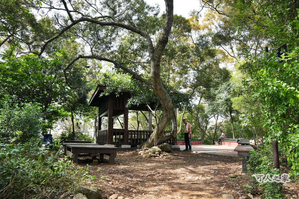 O型步道,季節限定,彰化健行,彰化景點,彰化社頭,拍照景點,森林系,步道推薦,療癒系景點,相思樹,秋日限定,贊天宮,輕鬆爬山,麒麟山步道