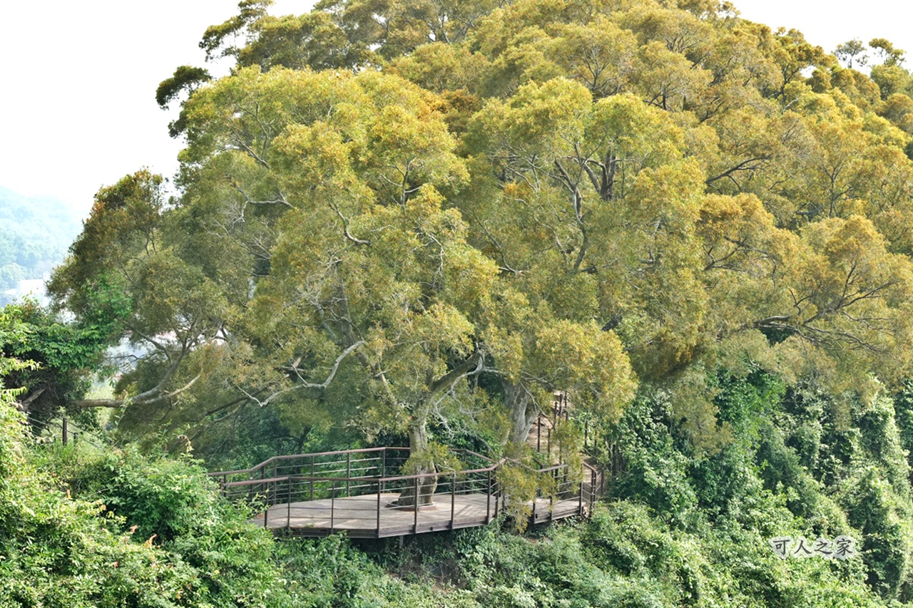 O型步道,季節限定,彰化健行,彰化景點,彰化社頭,拍照景點,森林系,步道推薦,療癒系景點,相思樹,秋日限定,贊天宮,輕鬆爬山,麒麟山步道