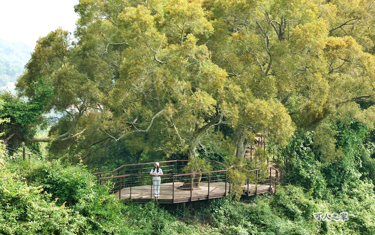O型步道,季節限定,彰化健行,彰化景點,彰化社頭,拍照景點,森林系,步道推薦,療癒系景點,相思樹,秋日限定,贊天宮,輕鬆爬山,麒麟山步道