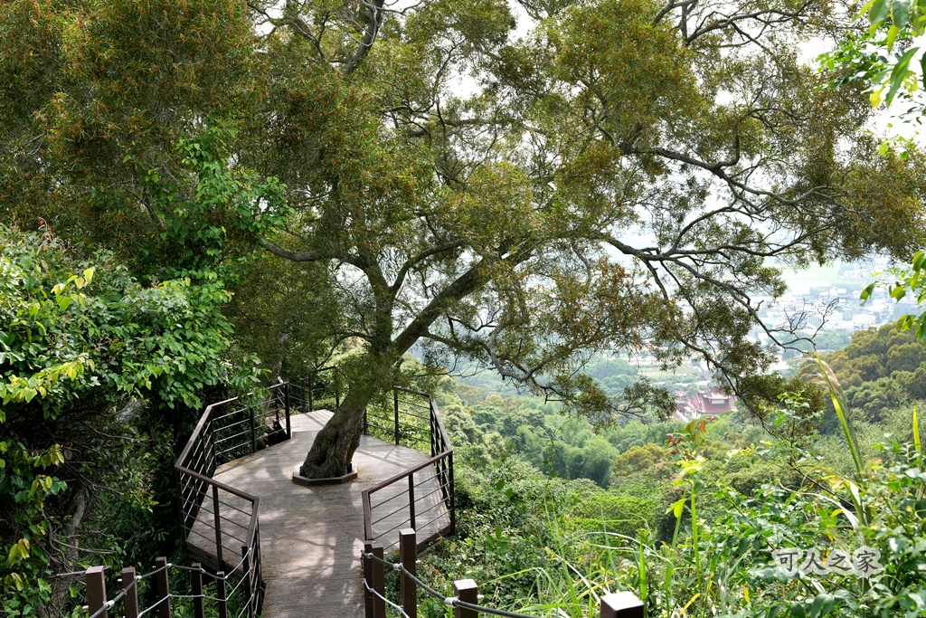 O型步道,季節限定,彰化健行,彰化景點,彰化社頭,拍照景點,森林系,步道推薦,療癒系景點,相思樹,秋日限定,贊天宮,輕鬆爬山,麒麟山步道