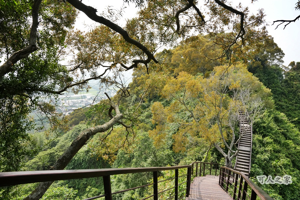 O型步道,季節限定,彰化健行,彰化景點,彰化社頭,拍照景點,森林系,步道推薦,療癒系景點,相思樹,秋日限定,贊天宮,輕鬆爬山,麒麟山步道