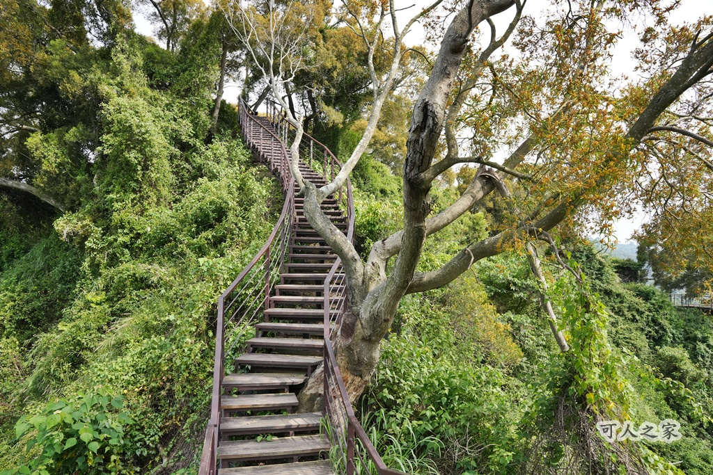 O型步道,季節限定,彰化健行,彰化景點,彰化社頭,拍照景點,森林系,步道推薦,療癒系景點,相思樹,秋日限定,贊天宮,輕鬆爬山,麒麟山步道