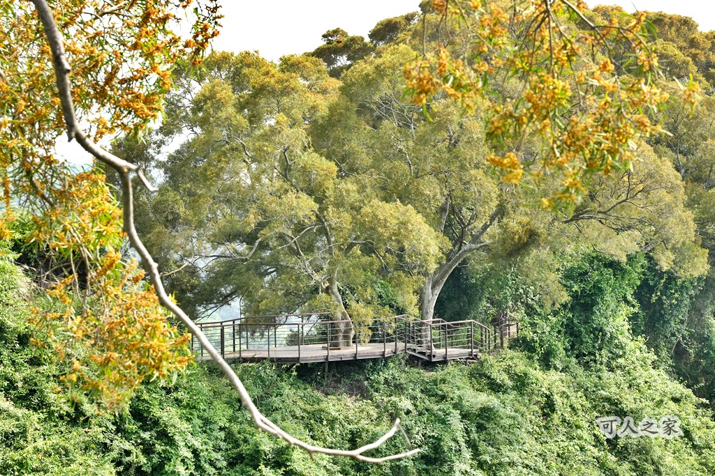 O型步道,季節限定,彰化健行,彰化景點,彰化社頭,拍照景點,森林系,步道推薦,療癒系景點,相思樹,秋日限定,贊天宮,輕鬆爬山,麒麟山步道