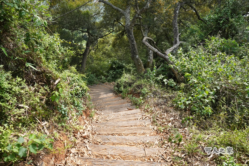 O型步道,季節限定,彰化健行,彰化景點,彰化社頭,拍照景點,森林系,步道推薦,療癒系景點,相思樹,秋日限定,贊天宮,輕鬆爬山,麒麟山步道