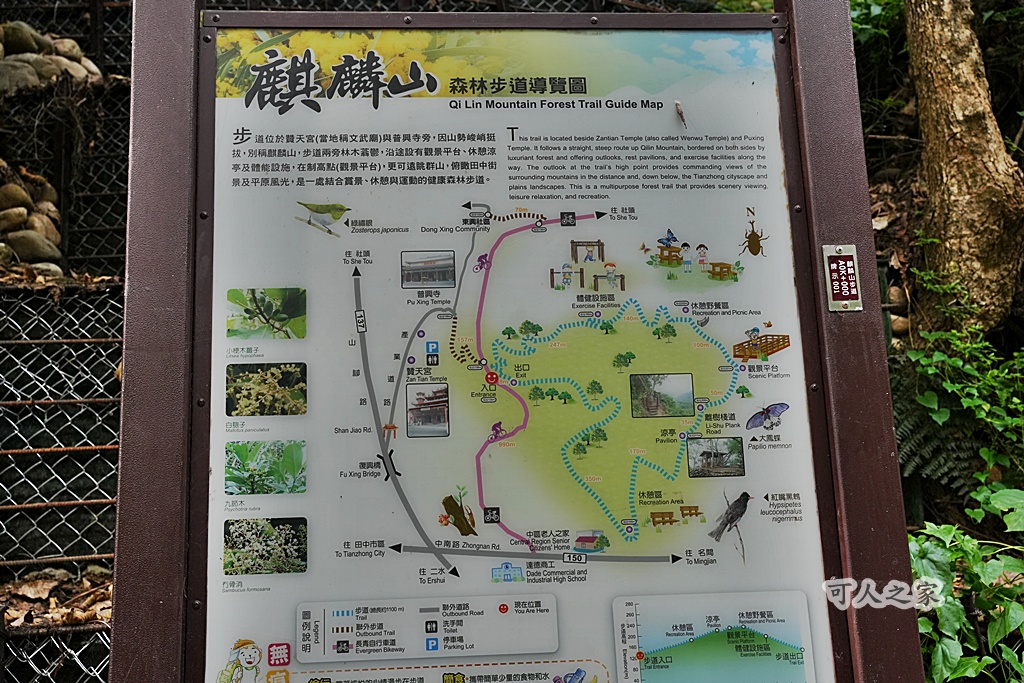 O型步道,季節限定,彰化健行,彰化景點,彰化社頭,拍照景點,森林系,步道推薦,療癒系景點,相思樹,秋日限定,贊天宮,輕鬆爬山,麒麟山步道