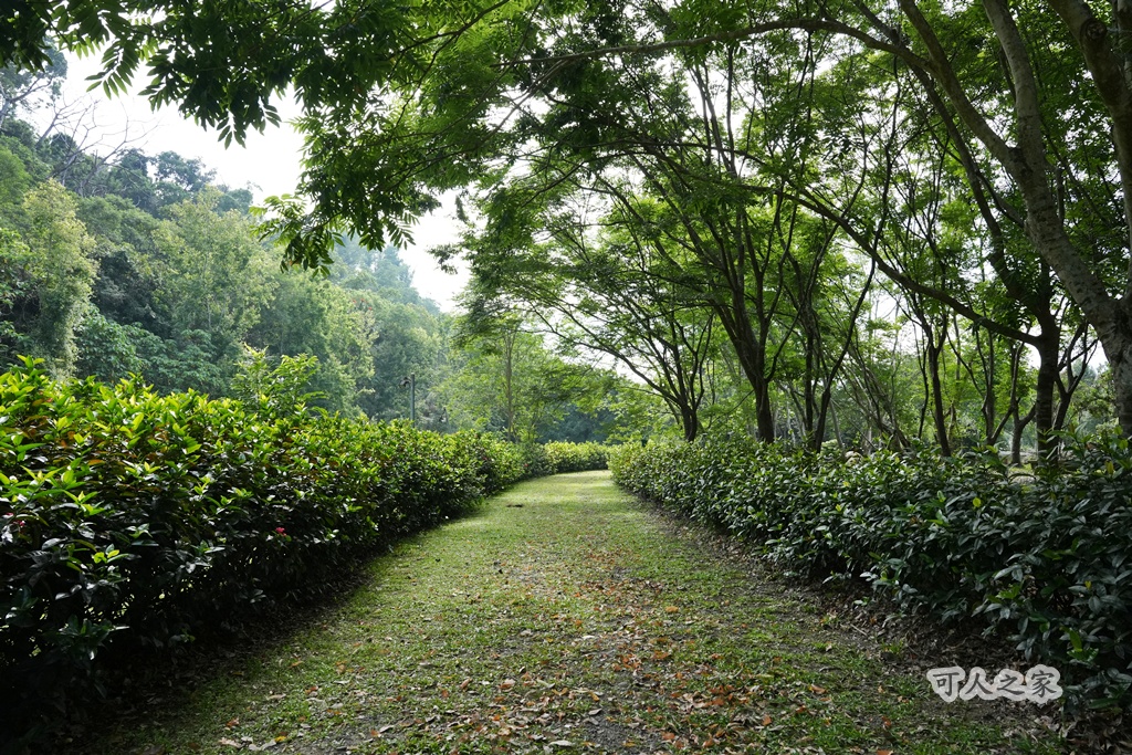 假日好去處,免費景點,嘉義旅遊,嘉義景點,嘉義番路鄉。,導覽解說,戶外活動,森林療癒,樹木銀行,步道健行,生態教育,療癒景點,秘境景點,綠色空間,自然生態,親子旅遊,觸口自然教育中心,阿里山公路景點,阿里山林業