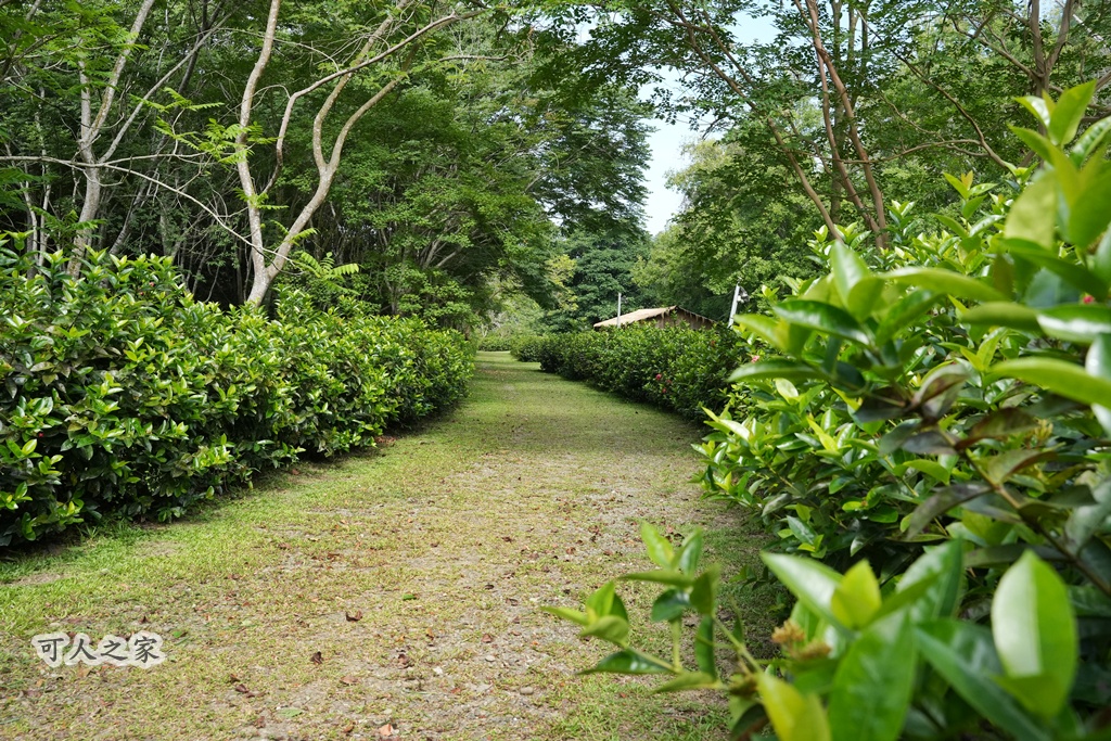 假日好去處,免費景點,嘉義旅遊,嘉義景點,嘉義番路鄉。,導覽解說,戶外活動,森林療癒,樹木銀行,步道健行,生態教育,療癒景點,秘境景點,綠色空間,自然生態,親子旅遊,觸口自然教育中心,阿里山公路景點,阿里山林業