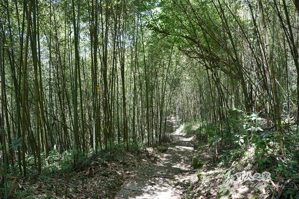 健行推薦,健行路線,台灣旅遊,嘉義番路,涼亭,登山步道,秘境步道,竹林步道,茶海步道,視野遼闊,親子步道,觀景台,輕鬆爬山,阿里山景點,麻竹湖步道
