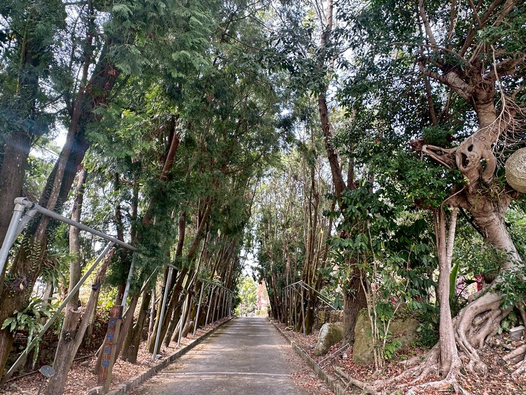 劍湖山摩天輪,古坑美食,慈園樂文創園區,肖楠綠色隧道,茄苳樹,跨年煙火觀賞點,部落格推薦,雲林古坑,雲林旅遊,雲林景觀餐廳