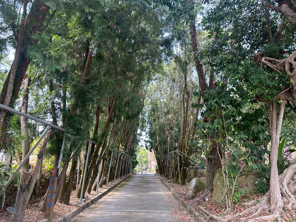 劍湖山摩天輪,古坑美食,慈園樂文創園區,肖楠綠色隧道,茄苳樹,跨年煙火觀賞點,部落格推薦,雲林古坑,雲林旅遊,雲林景觀餐廳