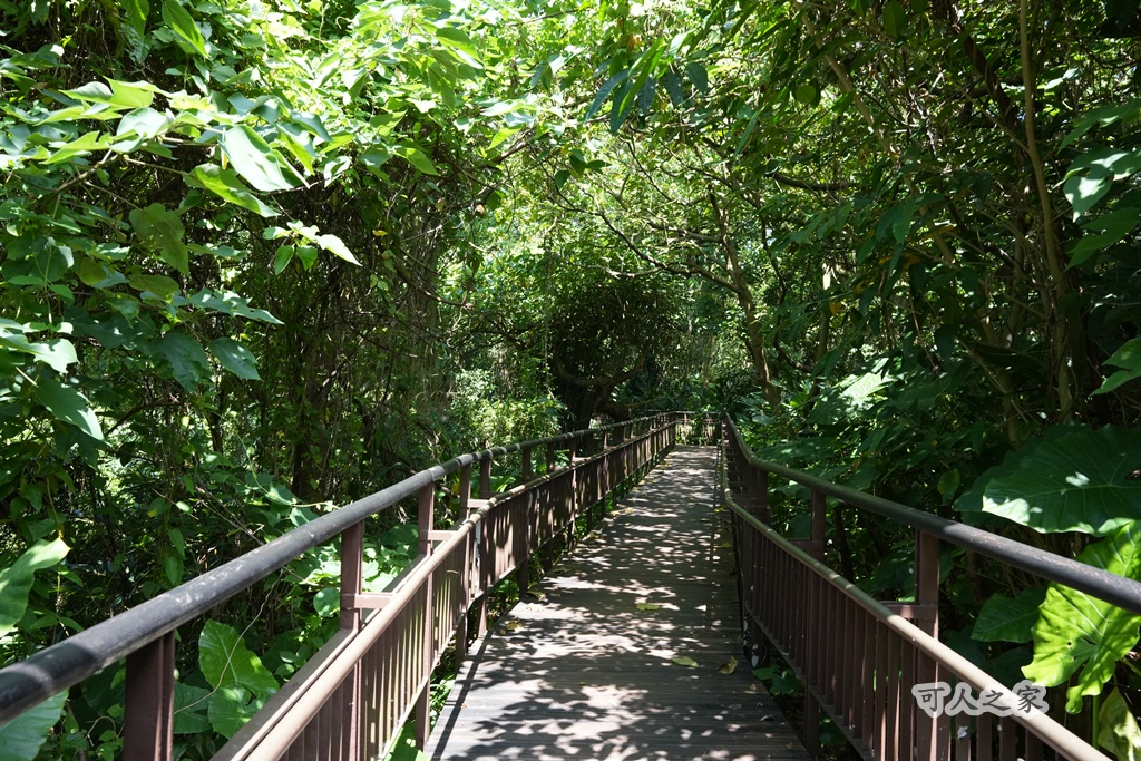 台北秘境【小觀音山木棧道】延伸感十足的木棧道,城市裡的療癒系散步秘境! @可人之家 @可人之家