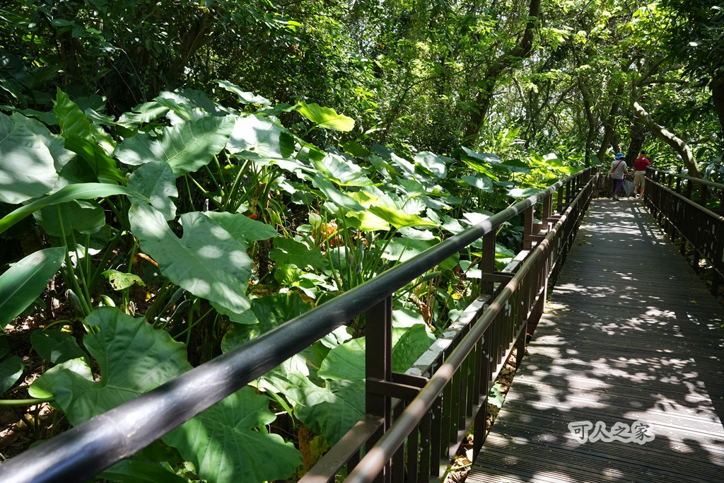 台北秘境【小觀音山木棧道】延伸感十足的木棧道,城市裡的療癒系散步秘境! @可人之家 @可人之家