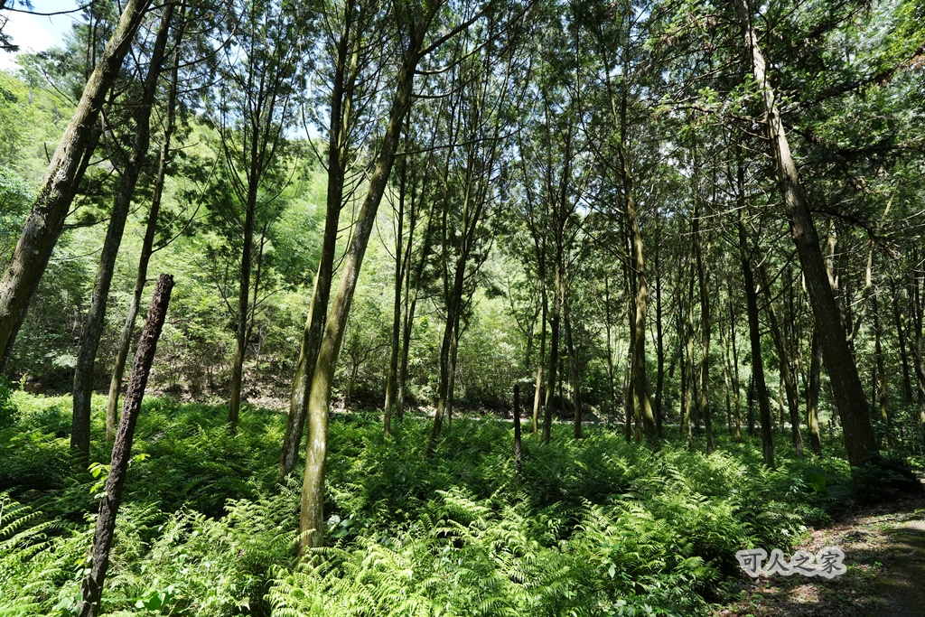健行推薦,南投旅遊,台灣森林浴,埔里景點,惠蓀林場,惠蓀林場住宿,惠蓀林場涉水步道,登山步道,親子一日遊 健行推薦,南投旅遊,台灣森林浴,埔里景點,惠蓀林場,惠蓀林場住宿,惠蓀林場涉水步道,登山步道,親子一日遊