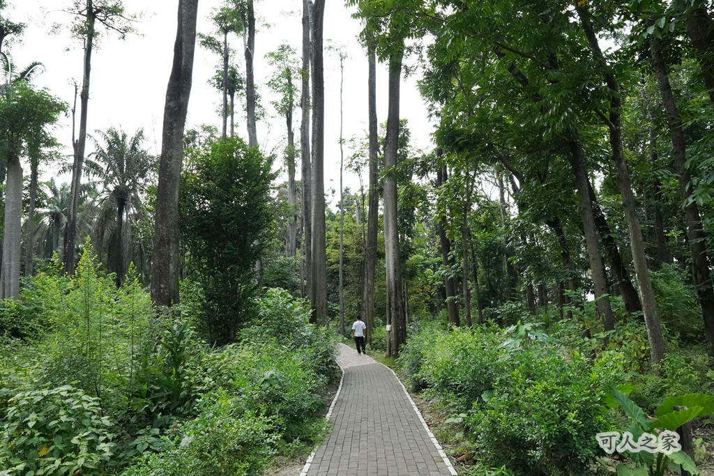 嘉義公園,嘉義景點,嘉義樹木園,森林浴,檜意森活村。,步道,生態,自然景觀,芬多精,都市綠洲