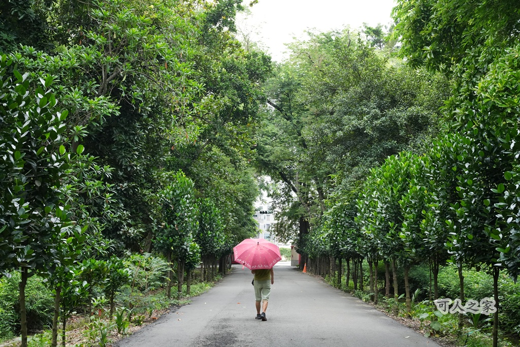 嘉義公園,嘉義景點,嘉義樹木園,森林浴,檜意森活村。,步道,生態,自然景觀,芬多精,都市綠洲