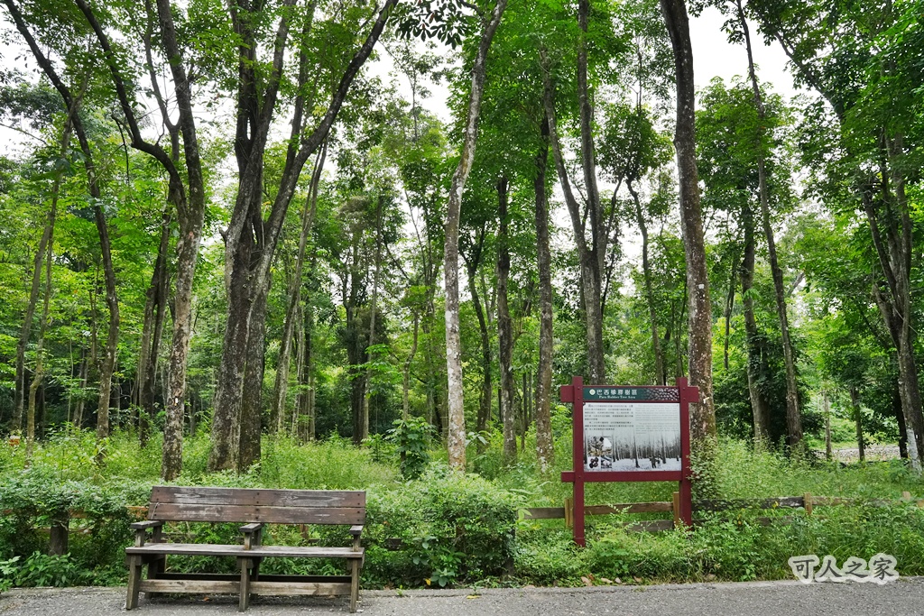 嘉義公園,嘉義景點,嘉義樹木園,森林浴,檜意森活村。,步道,生態,自然景觀,芬多精,都市綠洲
