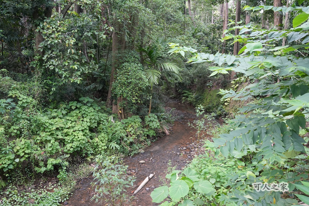 嘉義公園,嘉義景點,嘉義樹木園,森林浴,檜意森活村。,步道,生態,自然景觀,芬多精,都市綠洲