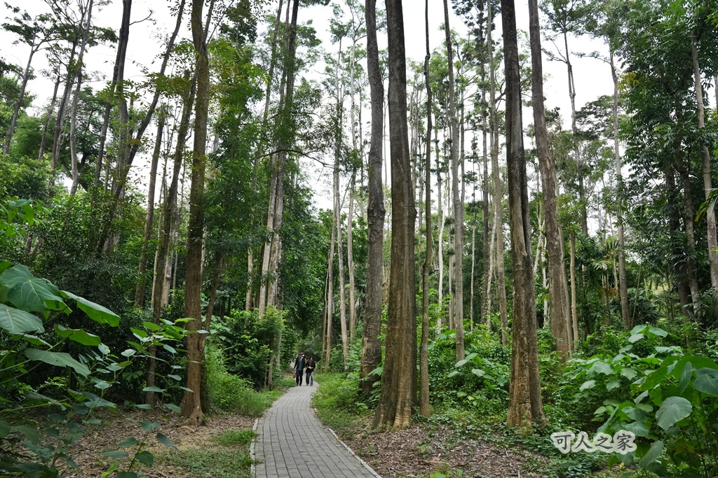嘉義公園,嘉義景點,嘉義樹木園,森林浴,檜意森活村。,步道,生態,自然景觀,芬多精,都市綠洲
