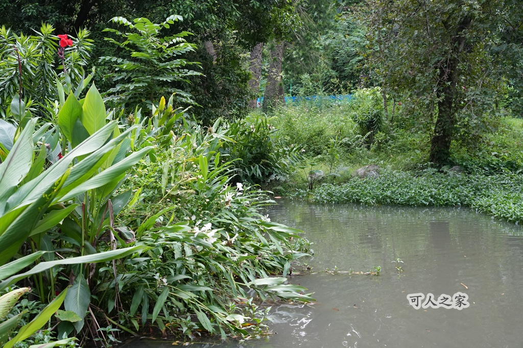 嘉義公園,嘉義景點,嘉義樹木園,森林浴,檜意森活村。,步道,生態,自然景觀,芬多精,都市綠洲