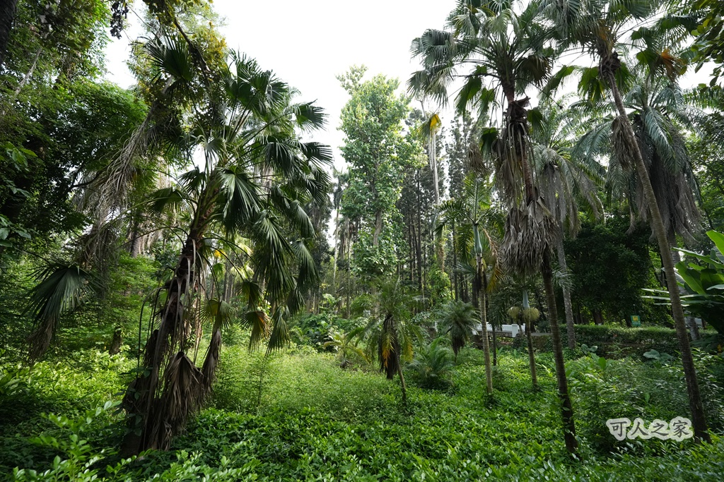 嘉義公園,嘉義景點,嘉義樹木園,森林浴,檜意森活村。,步道,生態,自然景觀,芬多精,都市綠洲
