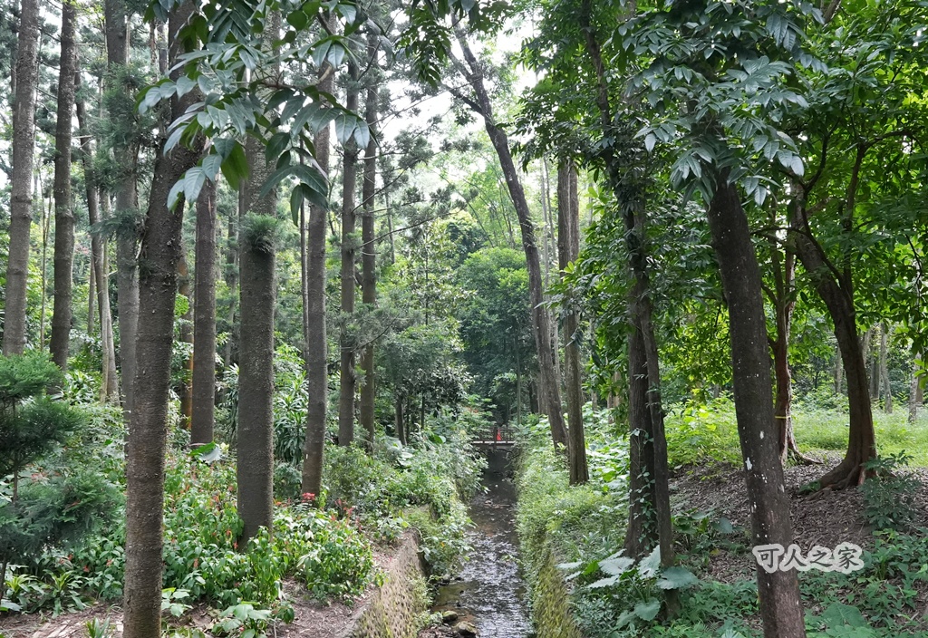 嘉義公園,嘉義景點,嘉義樹木園,森林浴,檜意森活村。,步道,生態,自然景觀,芬多精,都市綠洲