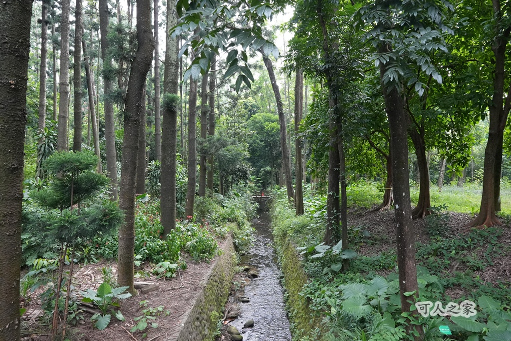 嘉義公園,嘉義景點,嘉義樹木園,森林浴,檜意森活村。,步道,生態,自然景觀,芬多精,都市綠洲