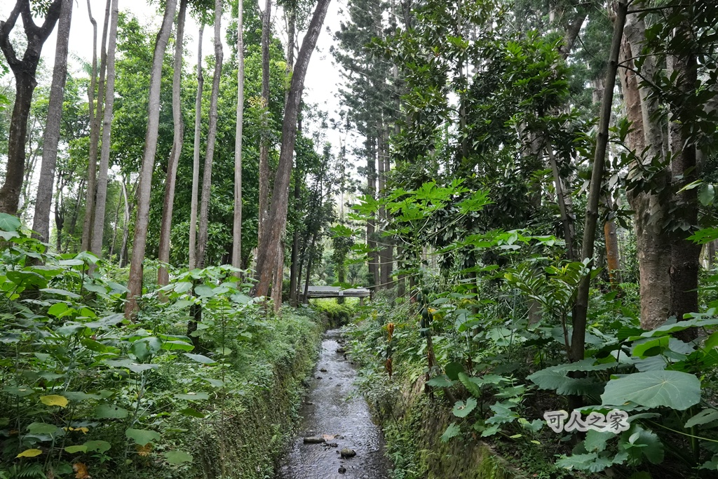 嘉義公園,嘉義景點,嘉義樹木園,森林浴,檜意森活村。,步道,生態,自然景觀,芬多精,都市綠洲