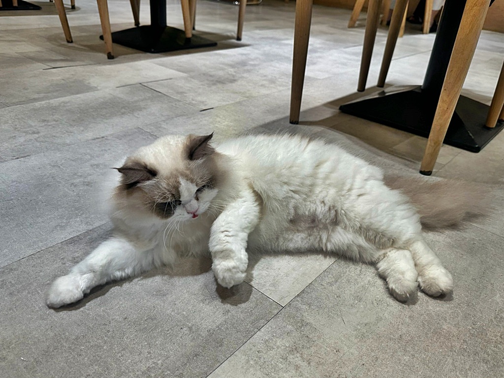 斗六下午茶,斗六早午餐,斗六美食,斗六親子餐廳,早午餐推薦,療癒系美食,貓咪餐廳,雲林早午餐,雲林美食,麋鹿爺爺
